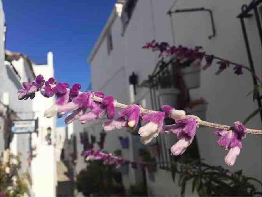 Casa Arena Y Sal En Pleno Casco Antiguo De Vejer Villa Vejer de la Frontera Eksteriør billede